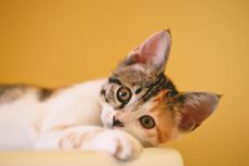 5 Kelakuan Aneh Kucing yang Sulit Dimengerti 