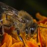 Mengenal 8 Spesies Lebah dan Tawon, Beda atau Sama?