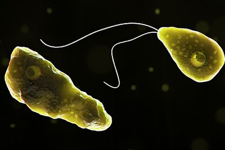Naegleria fowleri