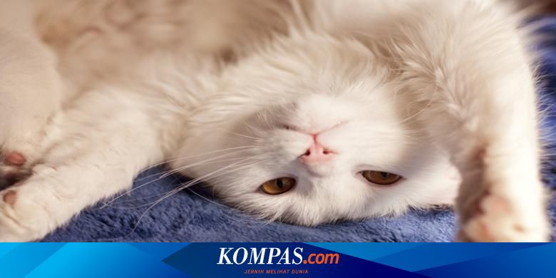Bahaya Lain Dari Virus Di Kotoran Kucing