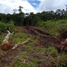 Dampak Hutan Gundul Bagi Lingkungan dan Masyarakat