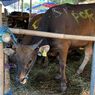 Pastikan Semua Sapi Kurban yang Dijual Sehat, Pedagang: Sudah Divaksin dan Ada Labelnya