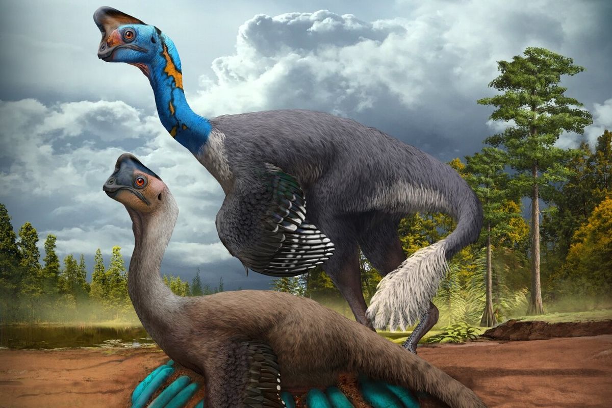 Ilustrasi oviraptorosaurus dewasa yang tengah mengerami telurnya. 