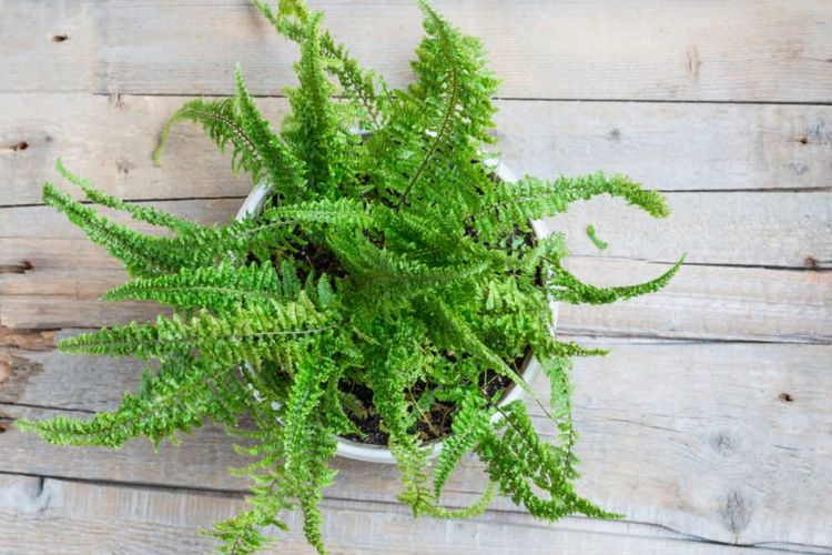 Boston Fern