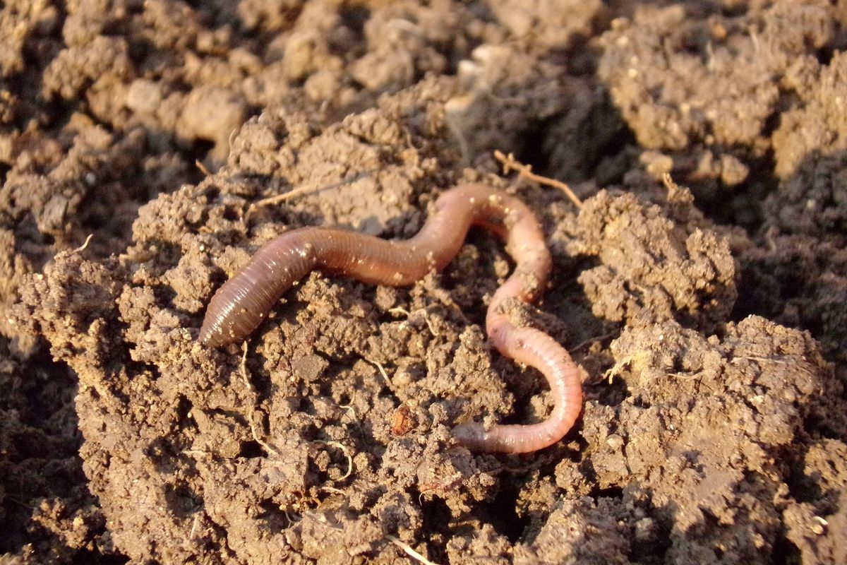 Cacing tanah adalah salah satu contoh organisme tanah