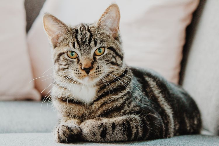 Ketika kucing jadi lebih pendiam daripada biasanya, bisa jadi ia tengah menderita laringitis.