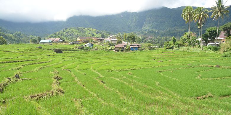 Persawahan milik warga di Kampung Bilah dan Lamah di Kecamatan Kuwus, Kabupaten Manggarai Barat, Flores, NTT, Minggu (31/3/2019). Inilah satu spot terbaik di kawasan Lembah Ranggu-Kolang di bagian utara Kabupaten Manggarai Barat.  