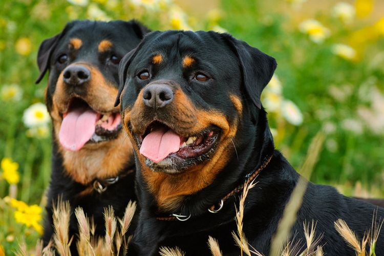 Ilustrasi anjing Rottweiler. 