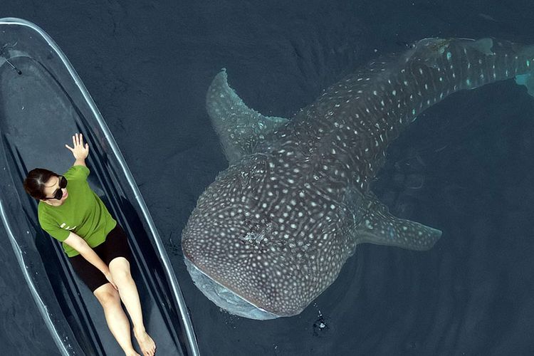 Seorang wisatawan tengah asyik menikmati interaksi dengan hiu paus di pantai Botubarani. Kehadiran hiu paus di tempat ini menjadi magnit wisata yang mampu mendatangkan wisatawan nusantara dan mancanegara.