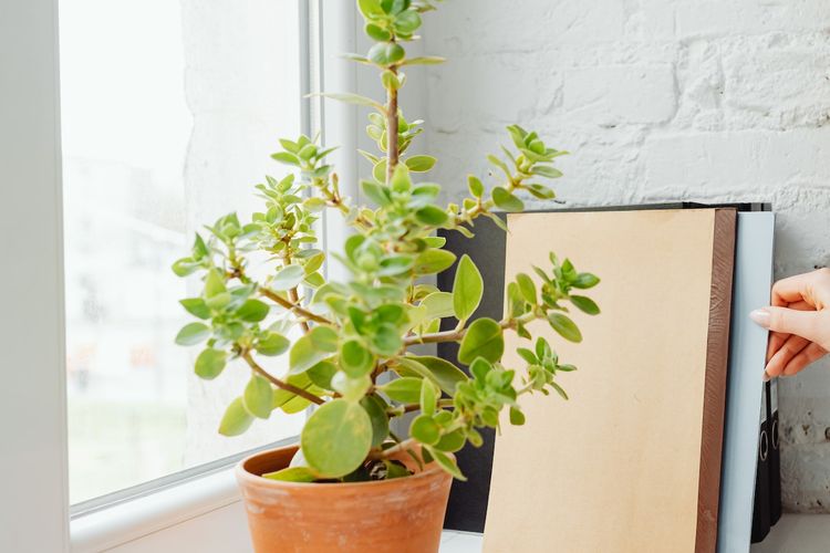 Ilustrasi tanaman giok atau jade plant. 