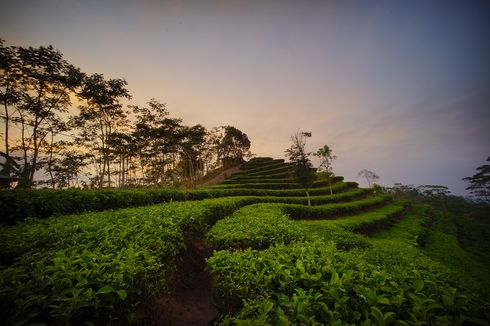Rute Mudah ke Kebun Teh Nglinggo, Wisata Instagramable di Yogyakarta