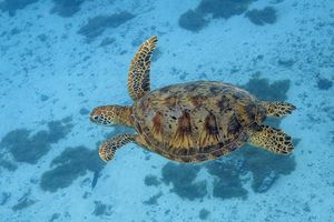 Hewan Laut Jadi Agen Rahasia? China Klaim Temukan Penyu dan Ikan Dipasangi Sensor Mata-mata Asing
