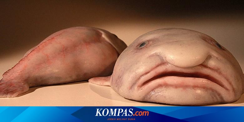Inilah Enam Hewan Paling Aneh Di Muka Bumi Halaman All Kompas Com