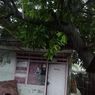 Dua Pohon Tumbang di Jakarta Barat akibat Hujan Deras, Salah Satunya Timpa Rumah