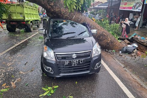 Hujan Disertai Angin Kencang, Pohon Tumbang Timpa Mobil Berpenumpang Ibu Hamil di Tanjungpinang