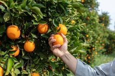 Semarang Kembangkan Urban Farming, Agrowisata di Tengah Kota