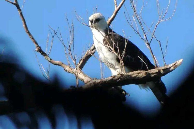 Wisatawan minat khusus mulai berdatangan ke Pulau Flores, NTT untuk mengamati burung-burung endemik Flores mulai dari Labuan Bajo sampai seluruh Pulau Flores, Sabtu, (1/10/2022). (DOK PEMANDU WISATA BURUNG FLORES-SAMUEL RABENAK)