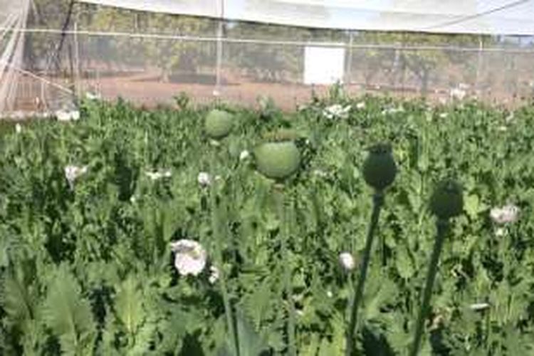 Tanaman opium ditanam di kebun percobaan di dekat Katherine di Northern Territory
