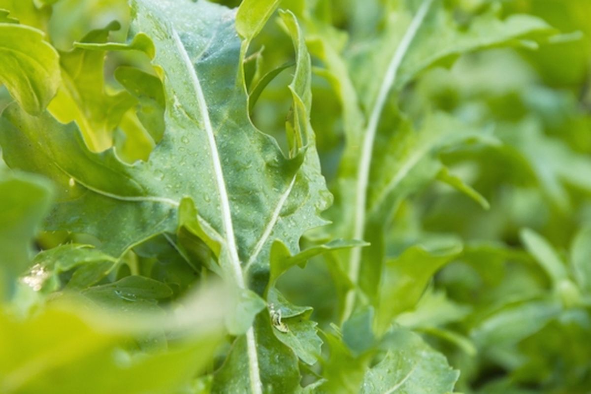 Ilustrasi tanaman sayuran Arugula.