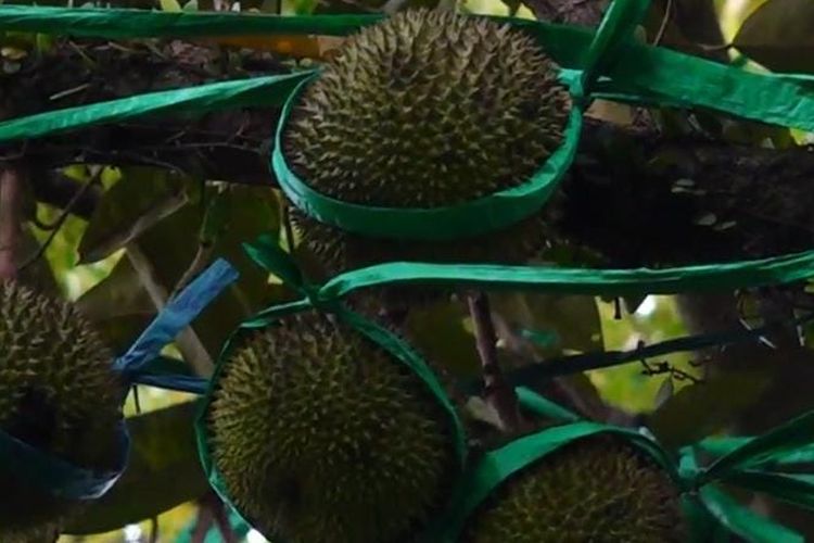Durian berukuran kecil asal Desa Wonokerto, Kecamatan Gucialit, Kabupaten Lumajang, Jawa Timur