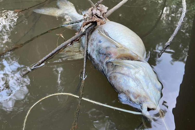 Ratusan ikan di Sungai Retok, Kecamatan Kuala Mandor B, Kabupaten Kubu Raya, Kalimantan Barat (Kalbar) ditemukan mati mendadak. Kepala Desa Retok, Sahidin mengatakan, kematian ikan tersebut bukan karena racun, melainkan diduga disebabkan tercemar limbah sawit. 