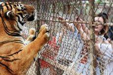 Keluar dari Mobil di Taman Safari, Perempuan Ini Tewas Dimangsa Harimau