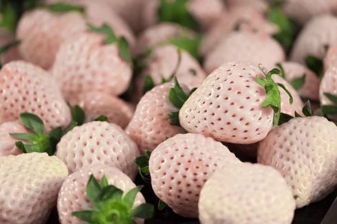 Apa Itu Stroberi Putih dari Jepang yang Dijual Mahal?