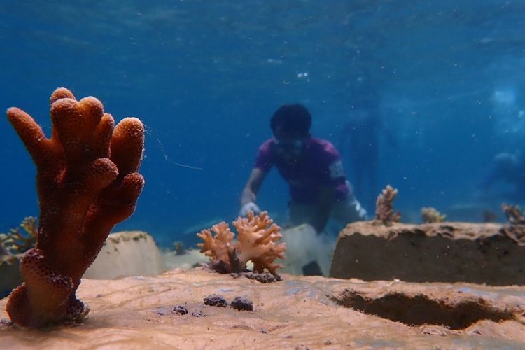 konservasi terumbu karang di Kepulauan Seribu