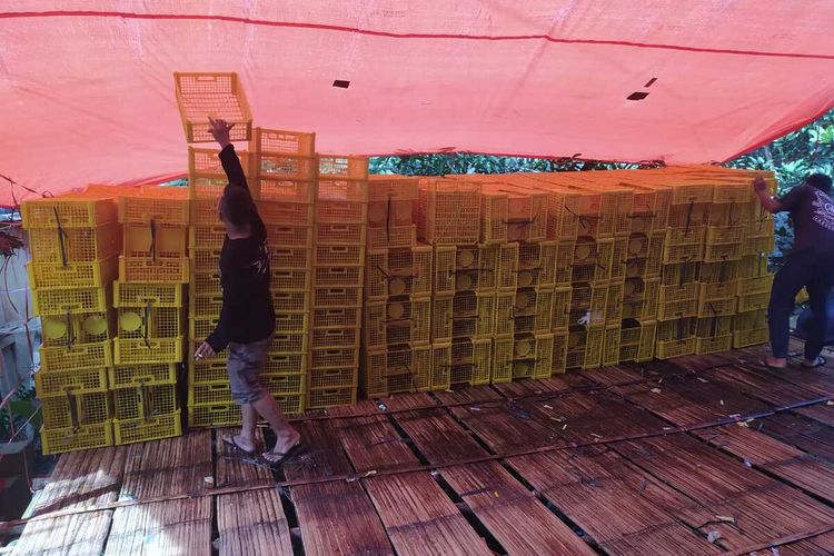 Para eksportir manggis di Kabupaten Tasikmalaya mengalami kerugian akibat penghentian ekspor ke China karena wabah virus Corona, Rabu (29/1/2020)