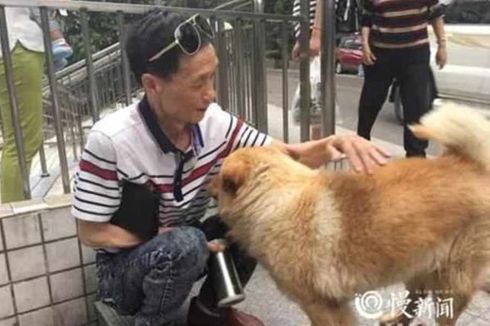 Anjing Ini Setia Tunggu Pemiliknya Pulang Kerja Setiap Hari di Stasiun
