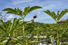 5 Alasan Mengapa Indonesia Disebut Negara Agraris