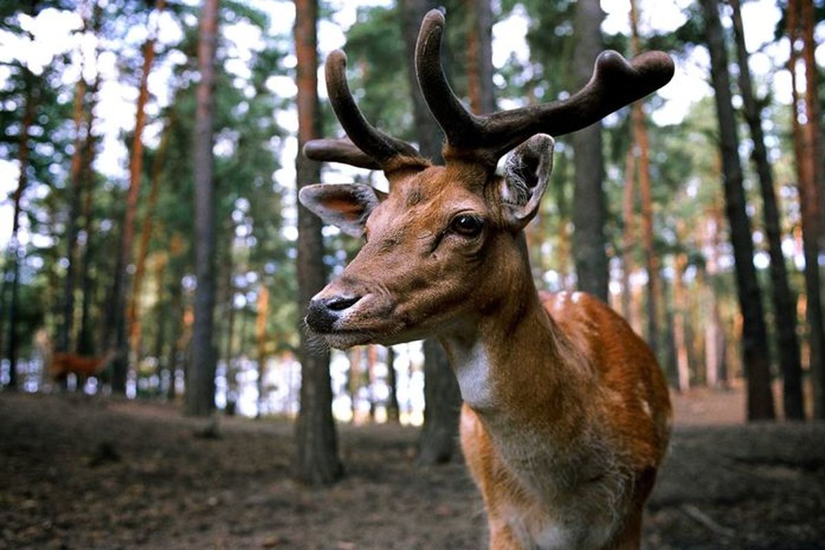 Rusa Bawean menjadi maskot Kabupaten Gresik.
