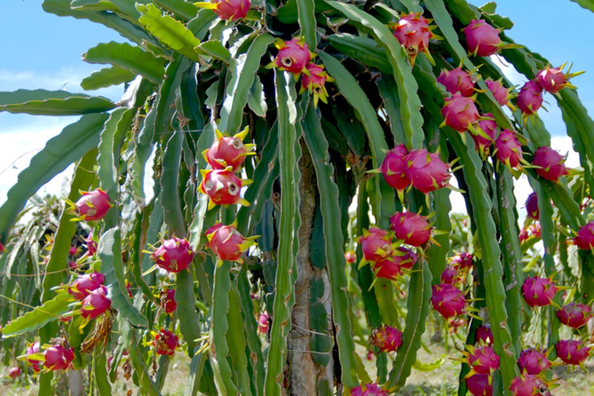 Ilustrasi buah naga, pohon buah naga, tanaman buah naga.