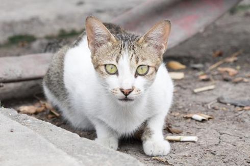 Singapura Buru Pelaku Pembunuhan Berantai 16 Kucing