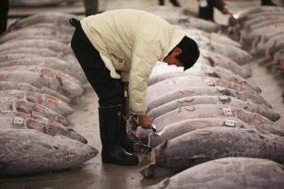 Seorang pembeli tengah memeriksa ikan tuna beku di sebuah pasar di Jepang.