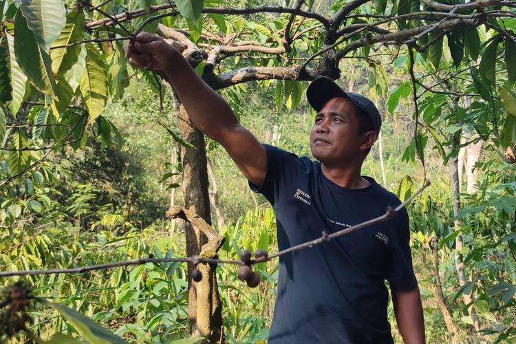 Harga Kopi Robusta di Grabag Magelang Anjlok, Musim Kemarau 2026 Jadi Harapan untuk 2027
