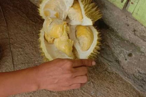 Nikmati Menyantap Durian Sambil Berwisata di Lembah Kolang