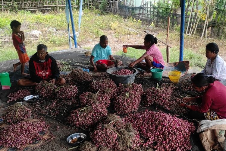 Belajar otodidak, penerima manfaat Dompet Dhuafa Farm di Dusun Ronting, Desa Satar Kampas, Kecamatan Lambaleda, Kabupaten Manggarai Timur, Nusa Tenggara Timur (NTT) berhasil panen bawang merah 2 ton