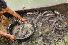 Saat Sampah Sisa Makanan Bisa Ditukarkan dengan Ikan Lele. . .