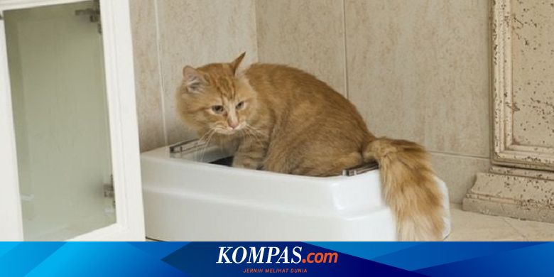Kucing Tunjukkan Pantatnya Bukan Untuk Menghina Anda Tetapi