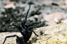 Laba-laba Mematikan Australia Jadi Kunci Bunuh Sel Kanker