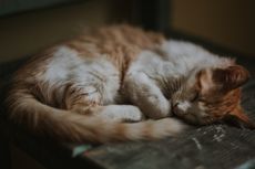 Benarkah Perilaku Kucing Jantan Berubah Setelah Disteril? 