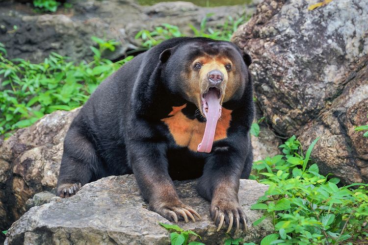 Ilustrasi beruang madu. Selain merupakan beruang terkecil di dunia, fakta menarik beruang madu lainnya yakni memiliki lidah sangat panjang, bisa mencapai 25 Cm. 