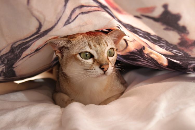 Ilustrasi kucing bersembunyi di bawah selimut.