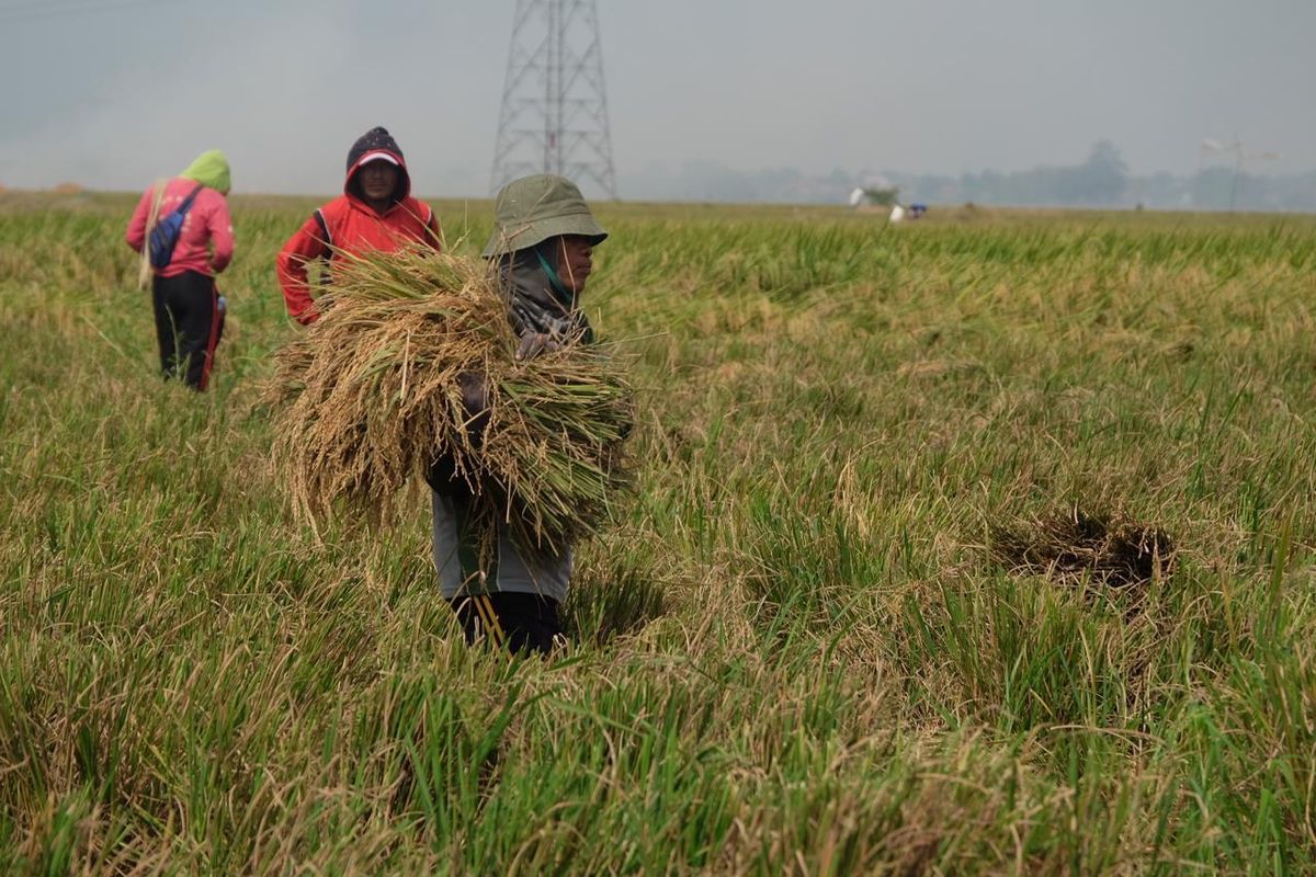 Hingga Maret 2025, Bulog telah menyerap 725.513 ton beras dari petani. Angka ini jadi yang tertinggi dalam lima tahun terakhir untuk periode yang sama.