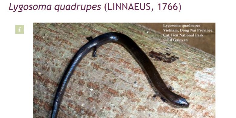Foto kadal Lygosoma quadrupes, yang sering keliru disebut sebagai ular berkaki empat.