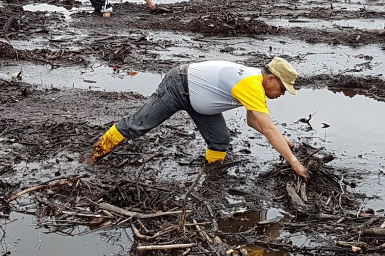 Bupati Lingga Alias Wello ikut turun ke sawah mempersiapkan aksi tanam padi serentak di Lingga pada tanggal 15 Februari 2018. 