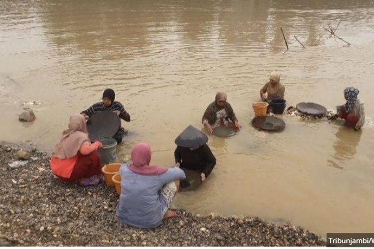 Sejumlah petani karet di Jambi beralih mendulang emas untuk mencari nafkah di saat harga karet turun. 