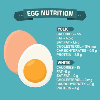 nutrisi telur