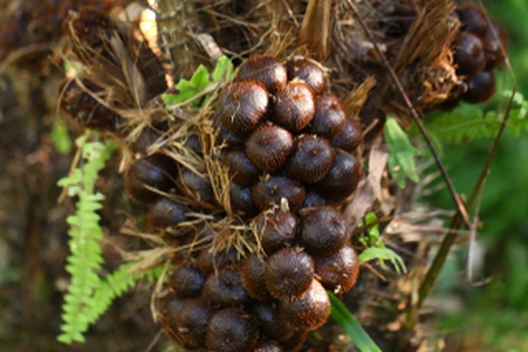 Tanaman salak pondoh